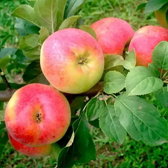 Яблоня Ауксис (полукарликовый подвой)