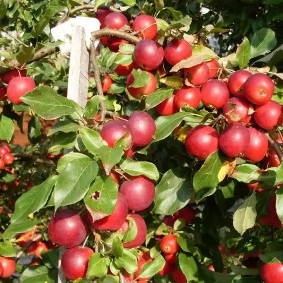 Яблоня Пионерка (полукарликовый подвой)