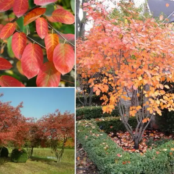 Ирга канадская