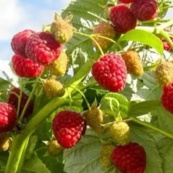 Малина Августовское чудо