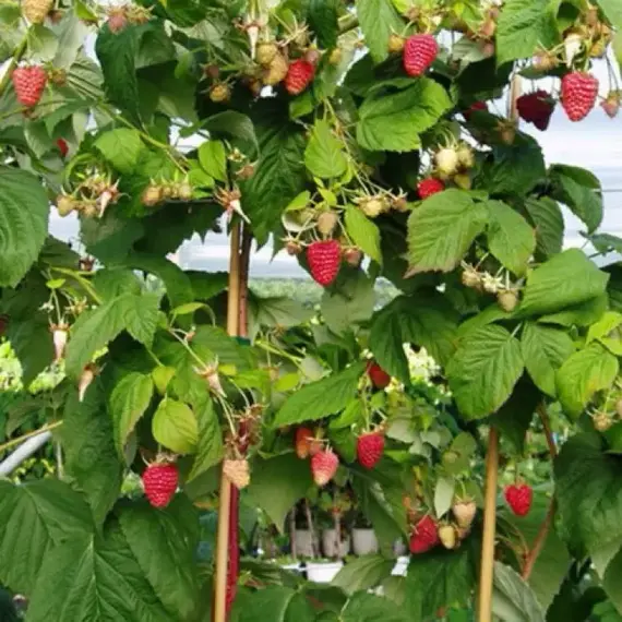 Малина обыкновенная Тарусса