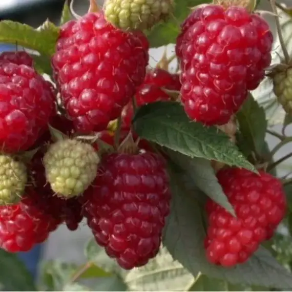 Малина ремонтантная Бриллиантовая