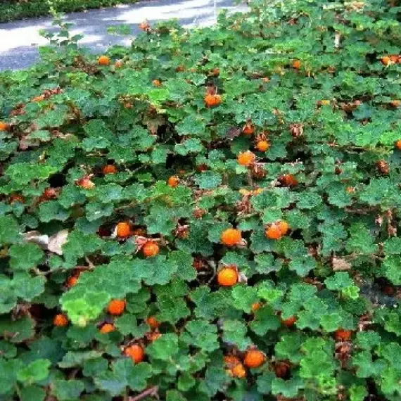 Малина почвопокровная Бетти Эшбурнер