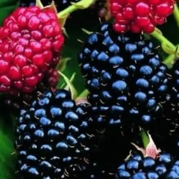 Ежевика Дарроу