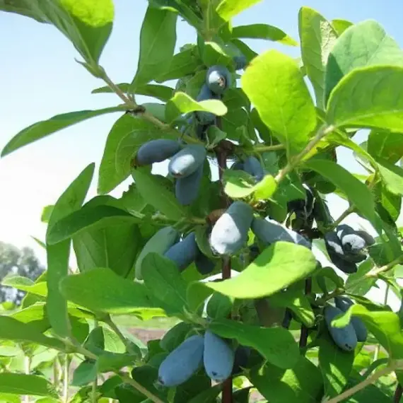 Жимолость съедобная Авача