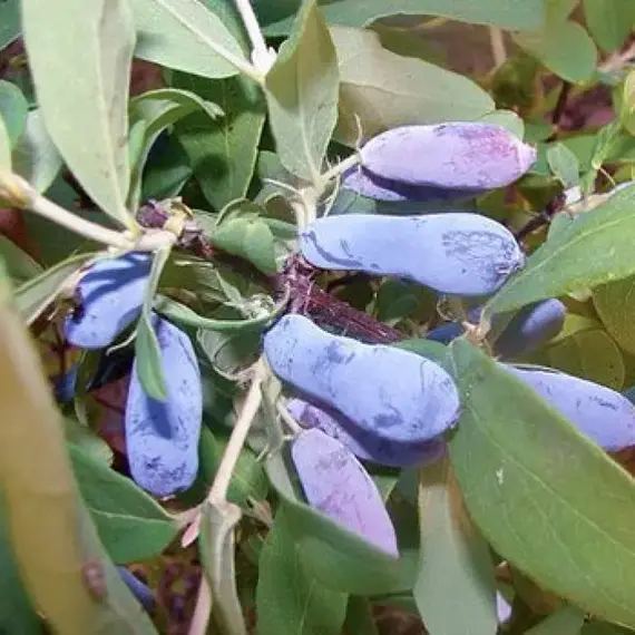 Жимолость съедобная Мальвина