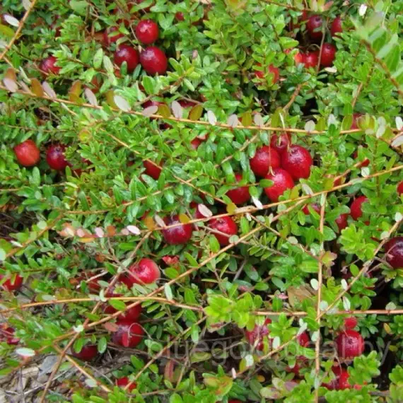 Клюква крупноплодная Стивенс