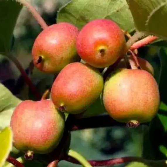 Актинидия аргута Женева (женская)