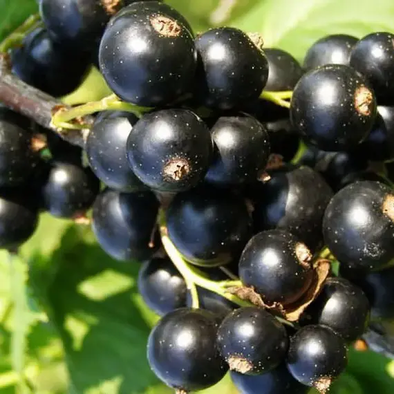 Смородина черная Багира