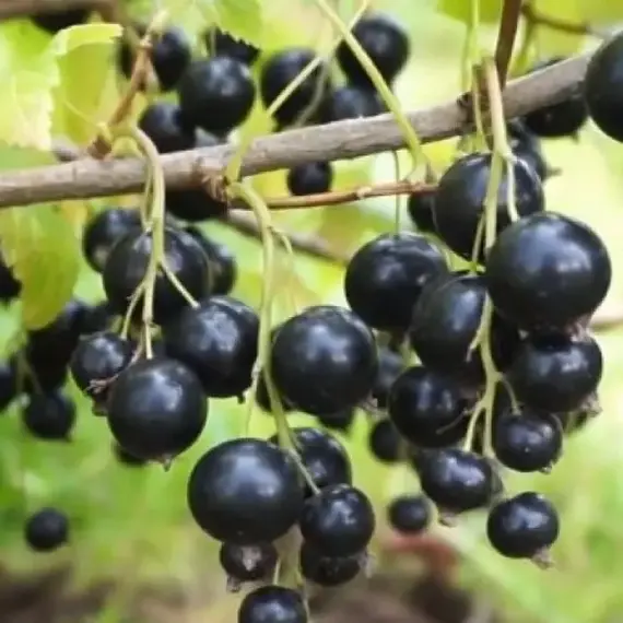 Смородина черная Дачница