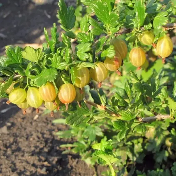 Крыжовник Русский Желтый