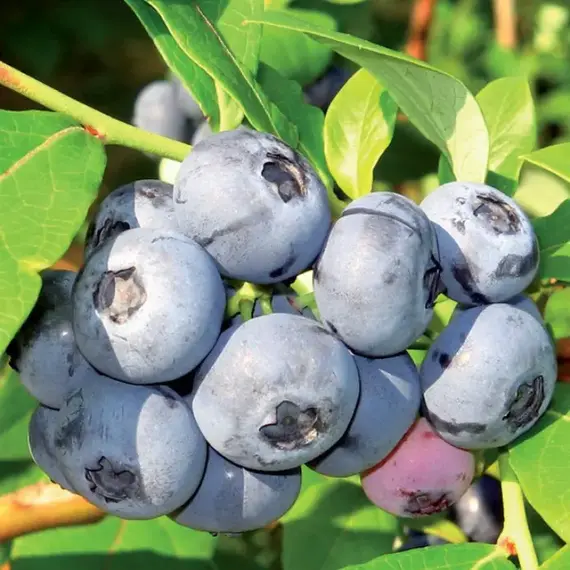 Голубика садовая Джорма