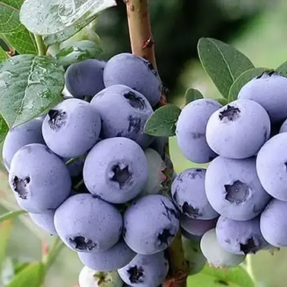 Голубика садовая Денис Блю