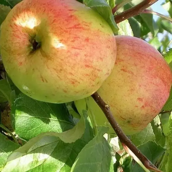 Яблоня Балтика (полукарликовый подвой)