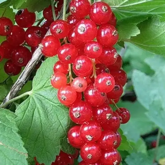 Смородина красная Ролан
