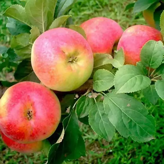 Яблоня Солнцедар