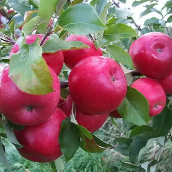 Яблоня Красное летнее (полукарликовый подвой)