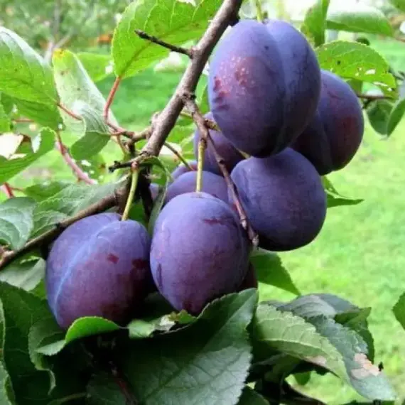 Слива Окская