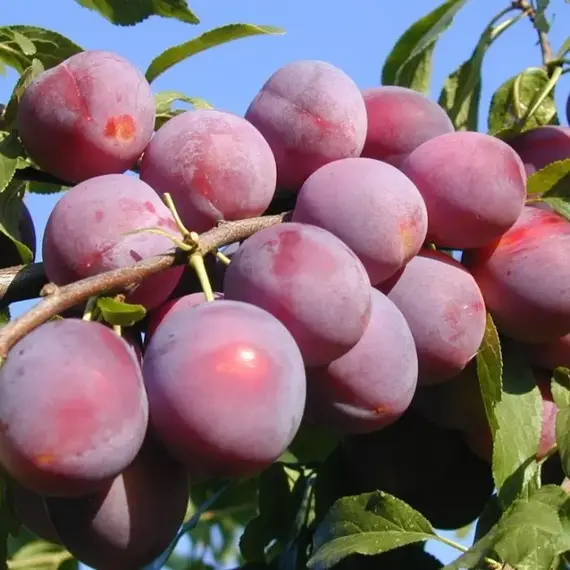 Алыча Путешественница 3х летнее