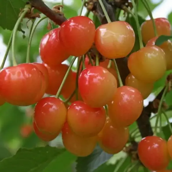 Черешня Гостинец