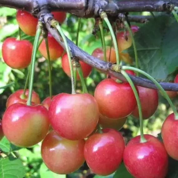 Черешня Орловская розовая