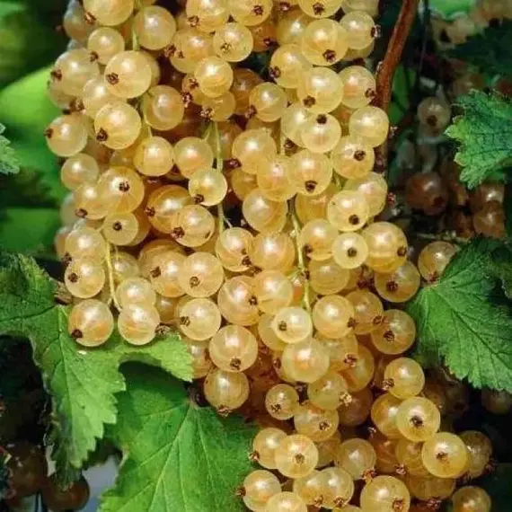 Смородина белая Смольяниновская