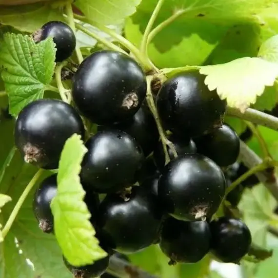 Смородина черная Валовая