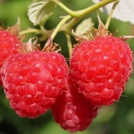 Малина обыкновенная Скромница