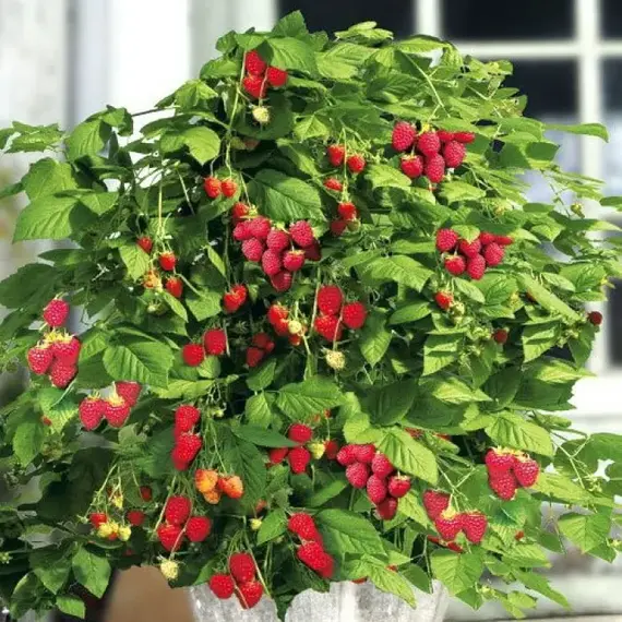 Малина ремонтантная Бон бон Берри Ямми