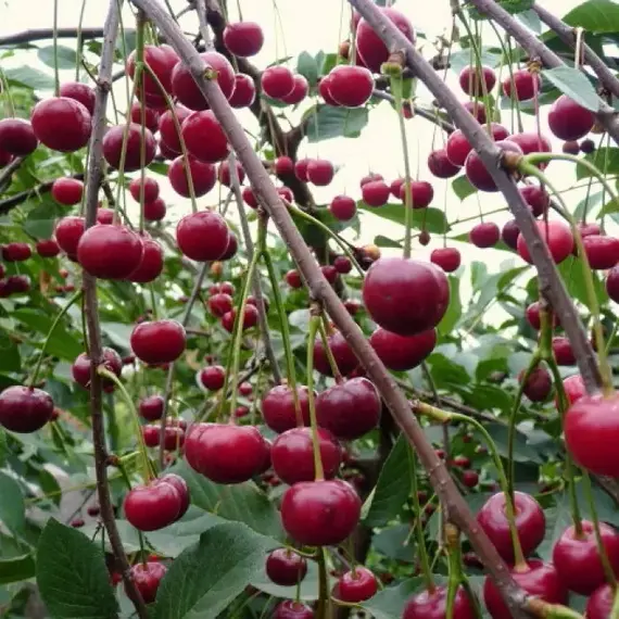 Вишня Ровесница