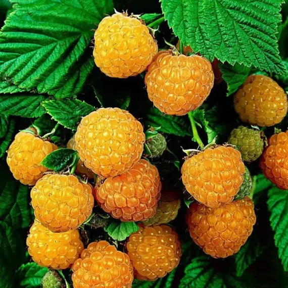 Малина Блонди