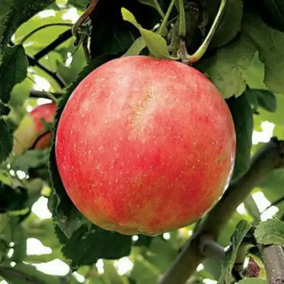Яблоня Солнышко (карликовый подвой)