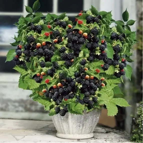 Ежевика Пёпл Опал