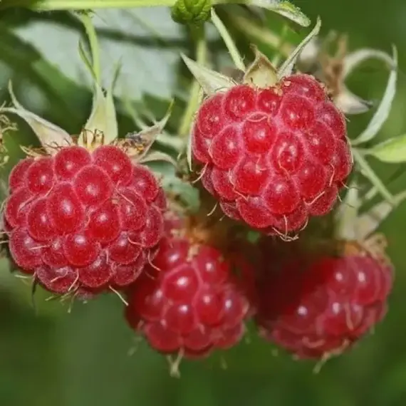 Малина нектарная (малино-поляничный гибрид)