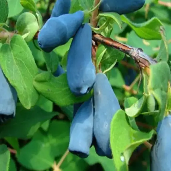 Жимолость съедобная Пушкинская