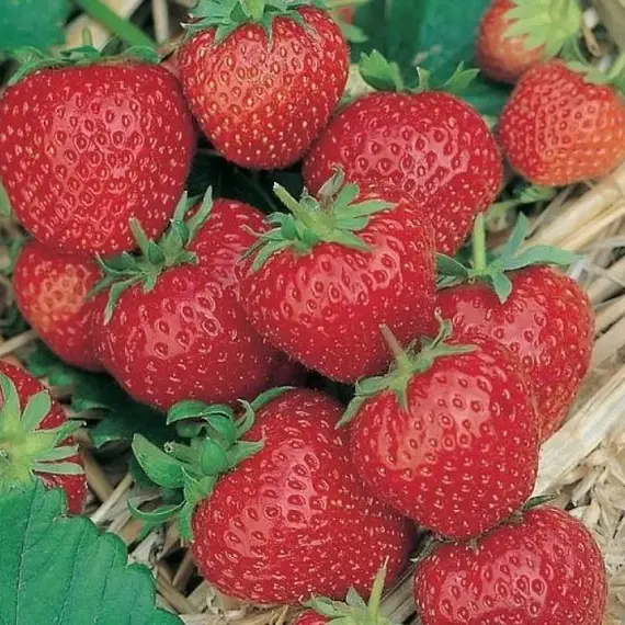 Земляника (Клубника) Ред Гонтлет