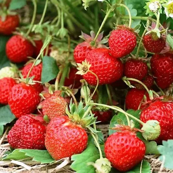 Земляника (Клубника) Вечная весна ремонтантная