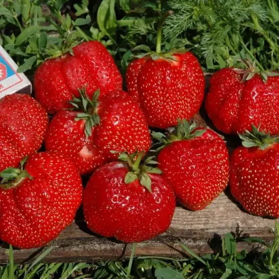 Земляника (Клубника) Гигантела Максим ремонтантная