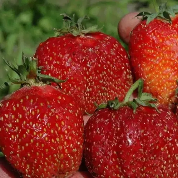 Земляника (Клубника) Зефир