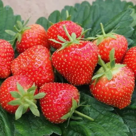 Земляника (Клубника) Сирия