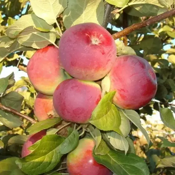 Яблоня Орлик (полукарликовый подвой)