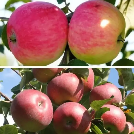 Яблоня с 2-мя прививками МЕЛБА + ЛОБО