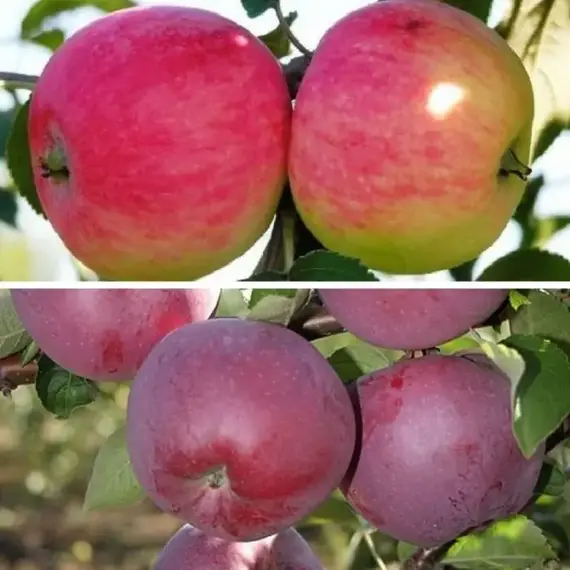 Яблоня с 2-мя прививками МЕЛБА + СПАРТАН