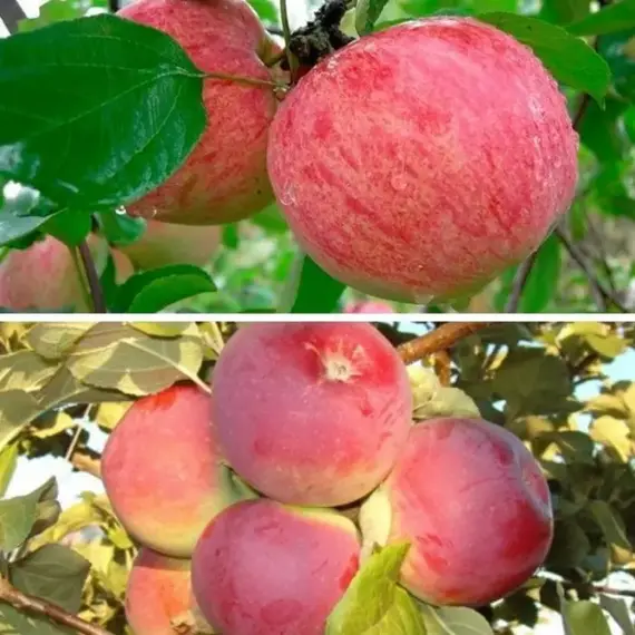 Яблоня с 2-мя прививками КОРИЧНОЕ ПОЛОСАТОЕ + ОРЛИК