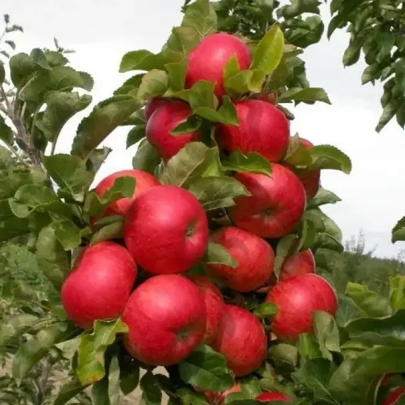 Яблоня колоновидная Готика