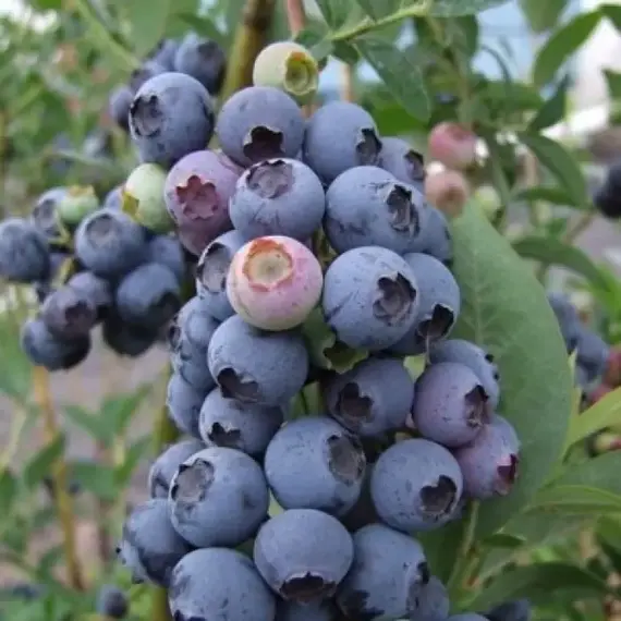 Голубика садовая Блюэтта