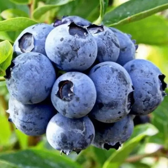 Голубика садовая Хардиблю