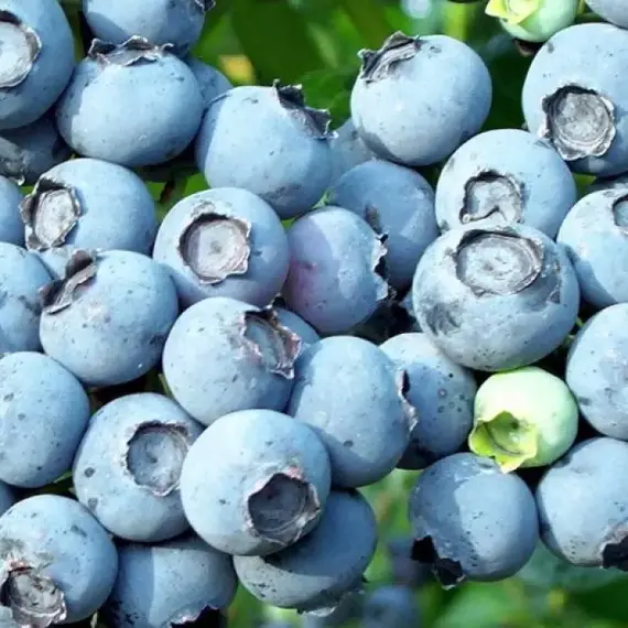 Голубика садовая Либерти