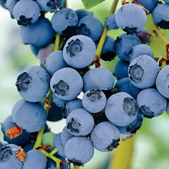 Голубика садовая Разз