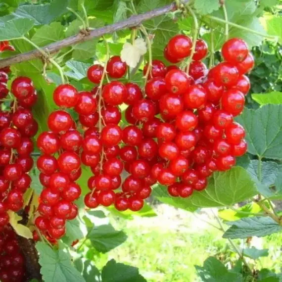 Смородина красная Мармеладница